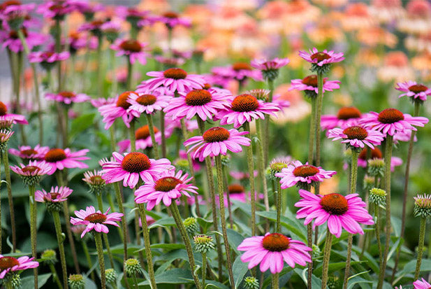The Natural Benefits of Echinacea for Immune Support